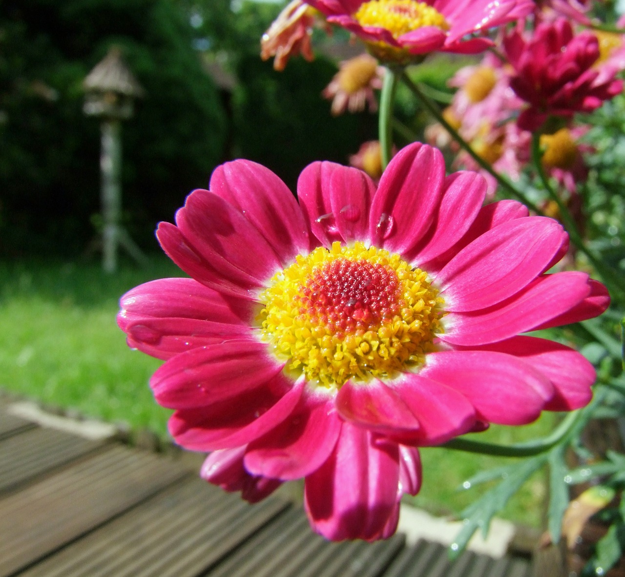 flower marguerite pink free photo