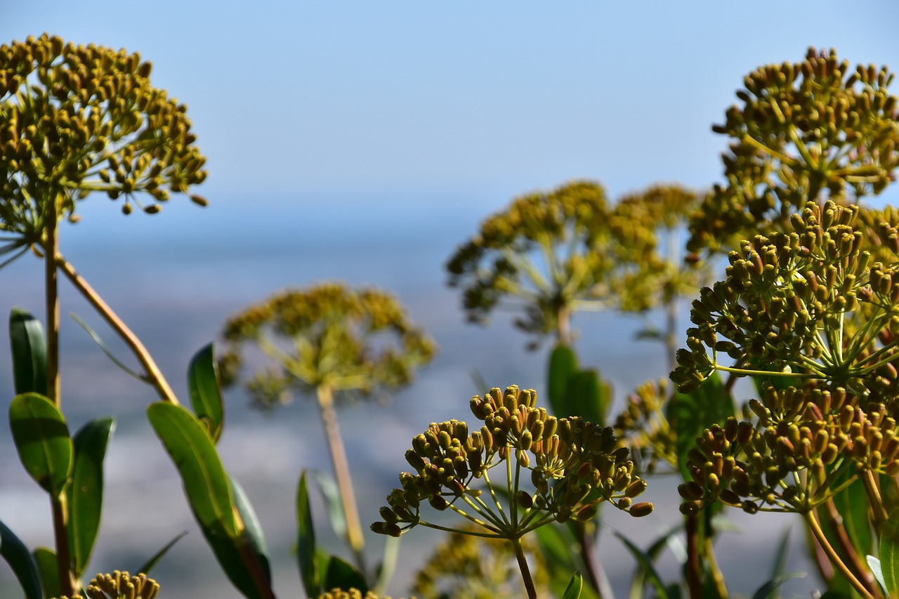 flower  plant  close up free photo