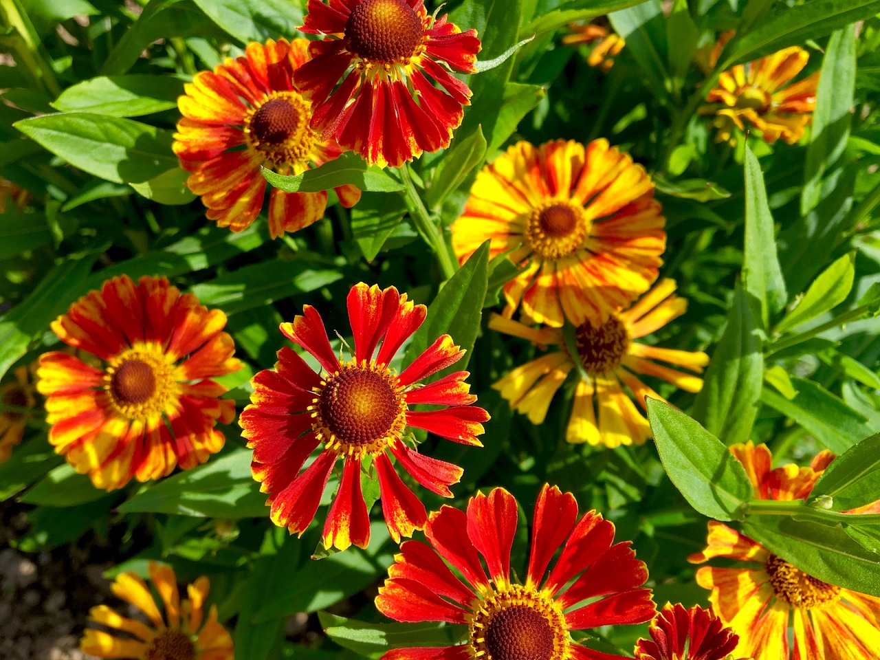 flower  flora  garden free photo