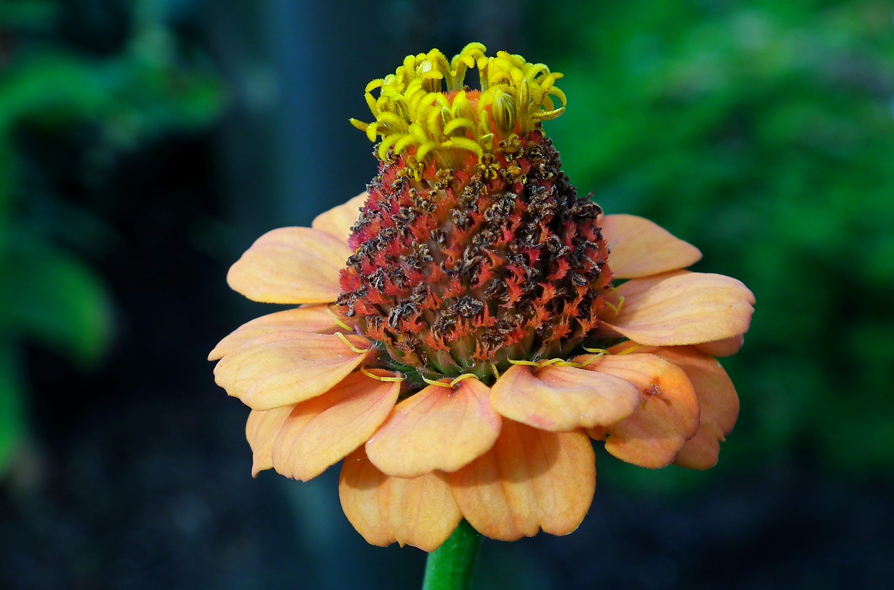 flower  zinnia  nature free photo