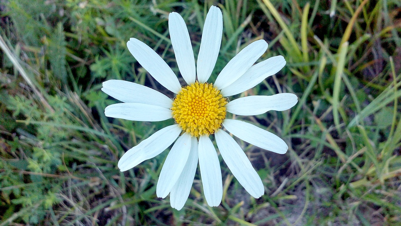 flower  nature  white free photo