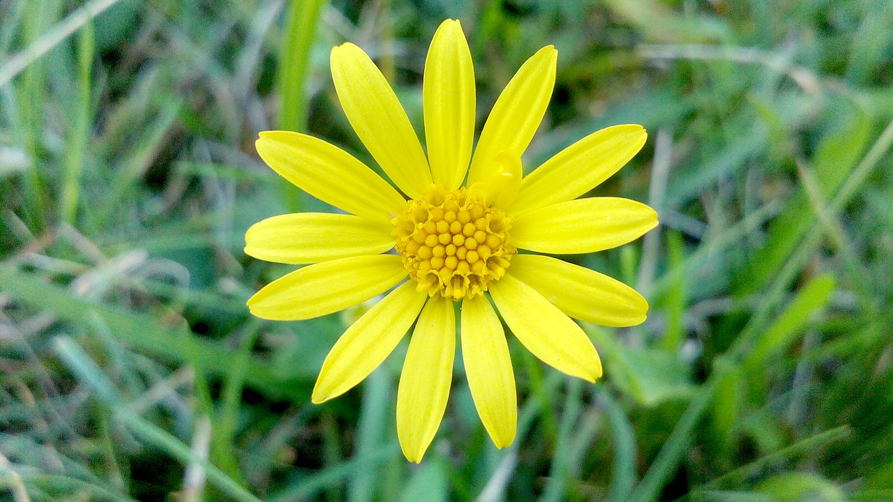 flower  nature  fields free photo