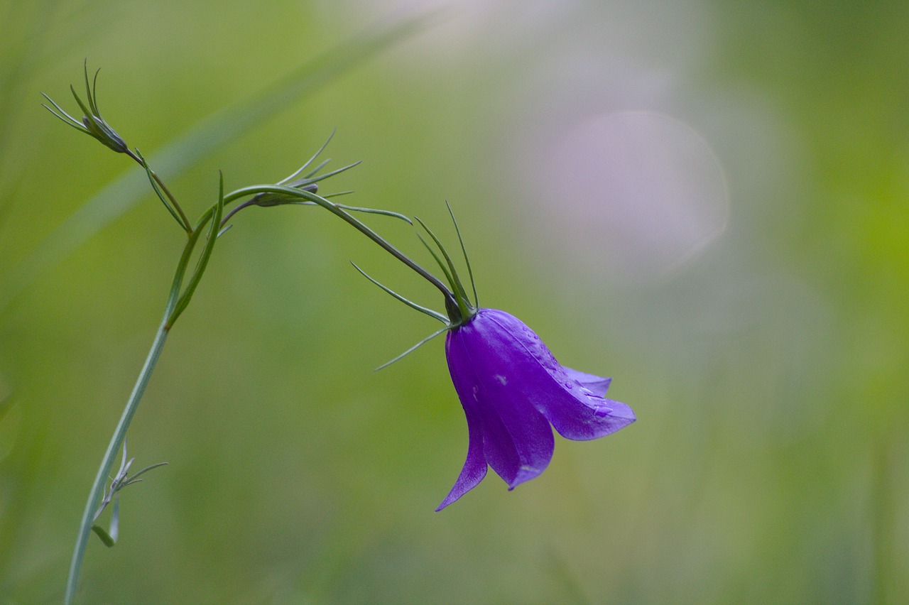 flower  beautiful  nature free photo