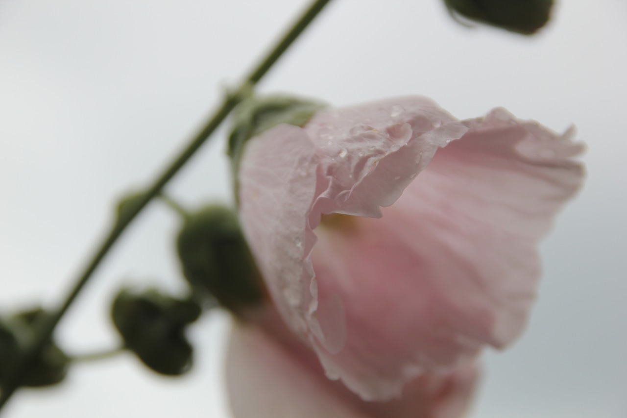 flower  plant  blossom free photo