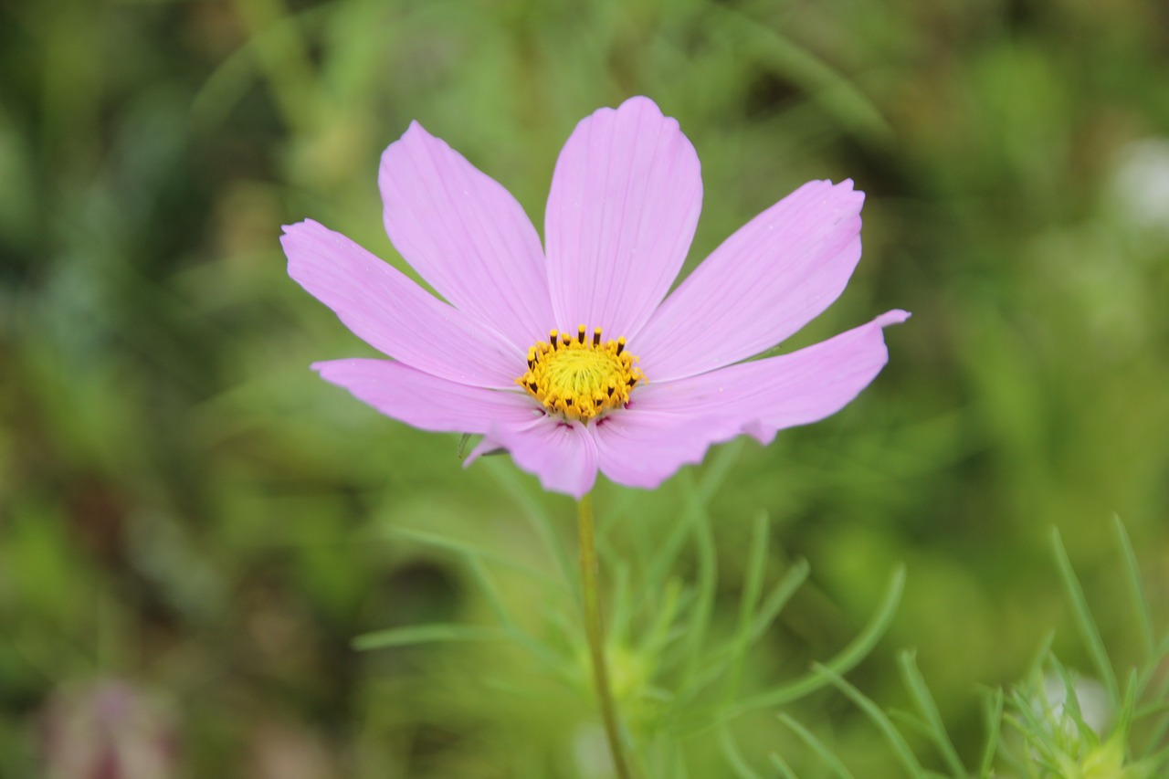 flower  blossom  bloom free photo