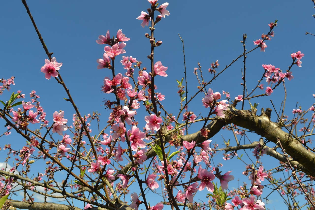 flower  peach tree  spring free photo
