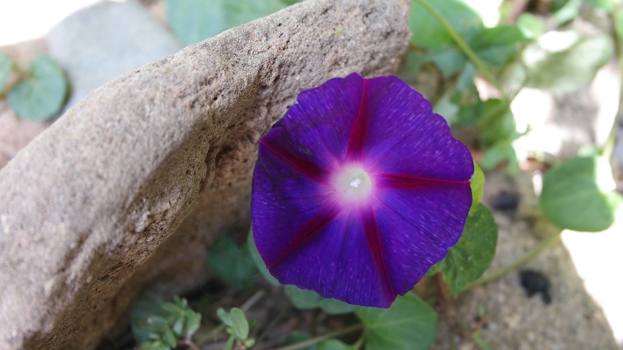 flower  morning glory  blue free photo