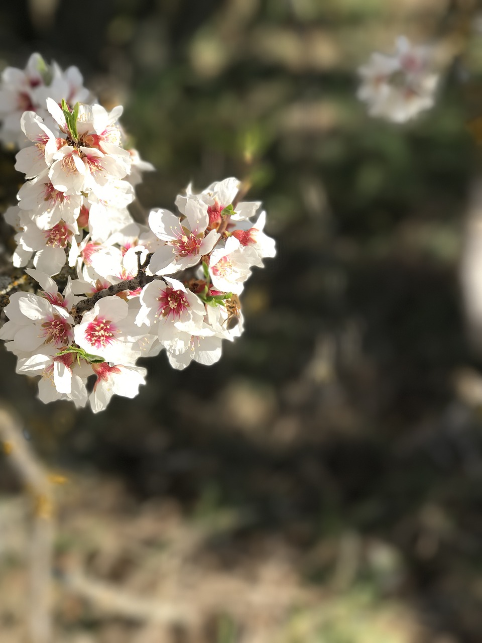 flower  almond tree  natura free photo