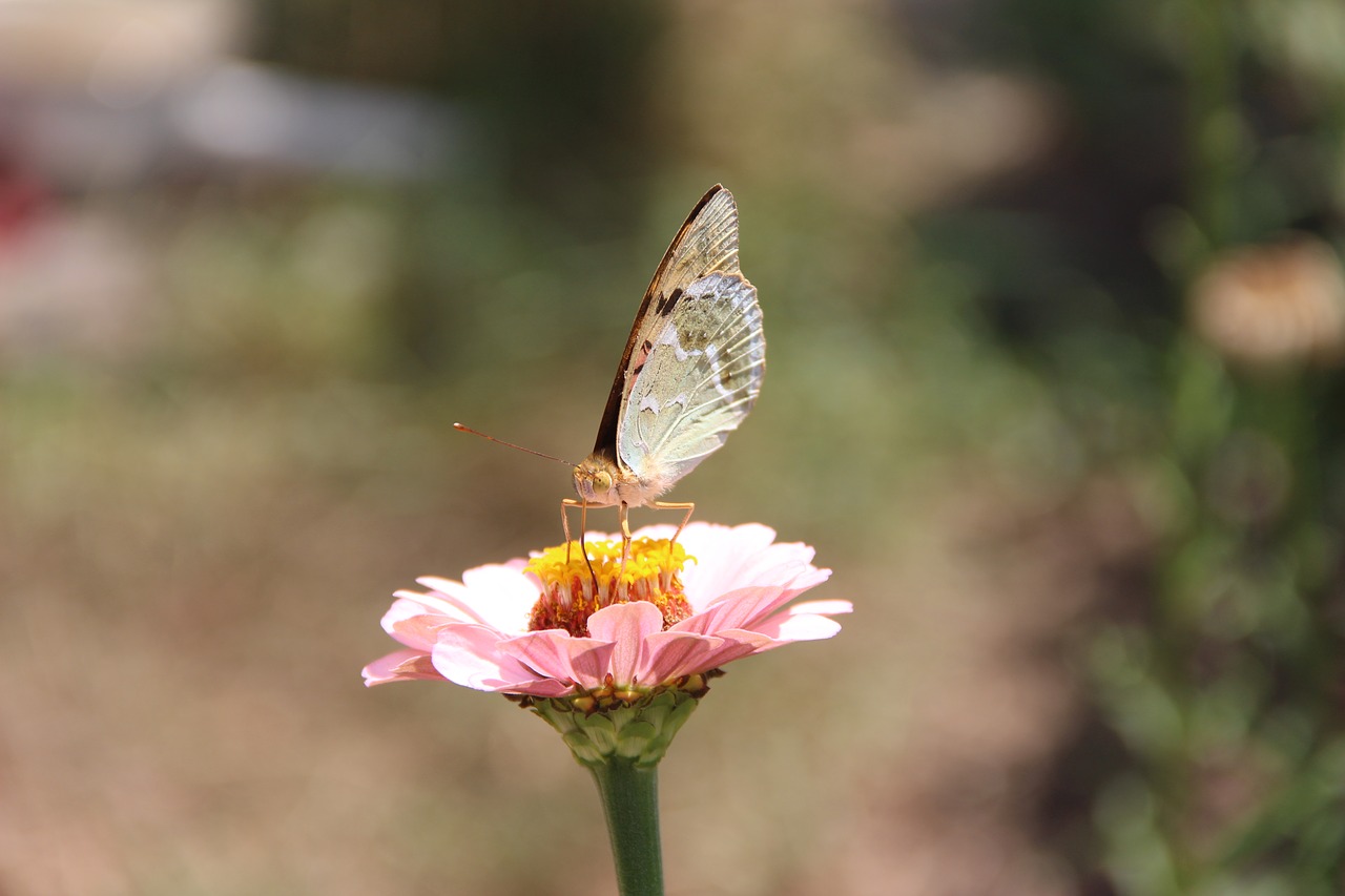 flower  insect  butterfly free photo