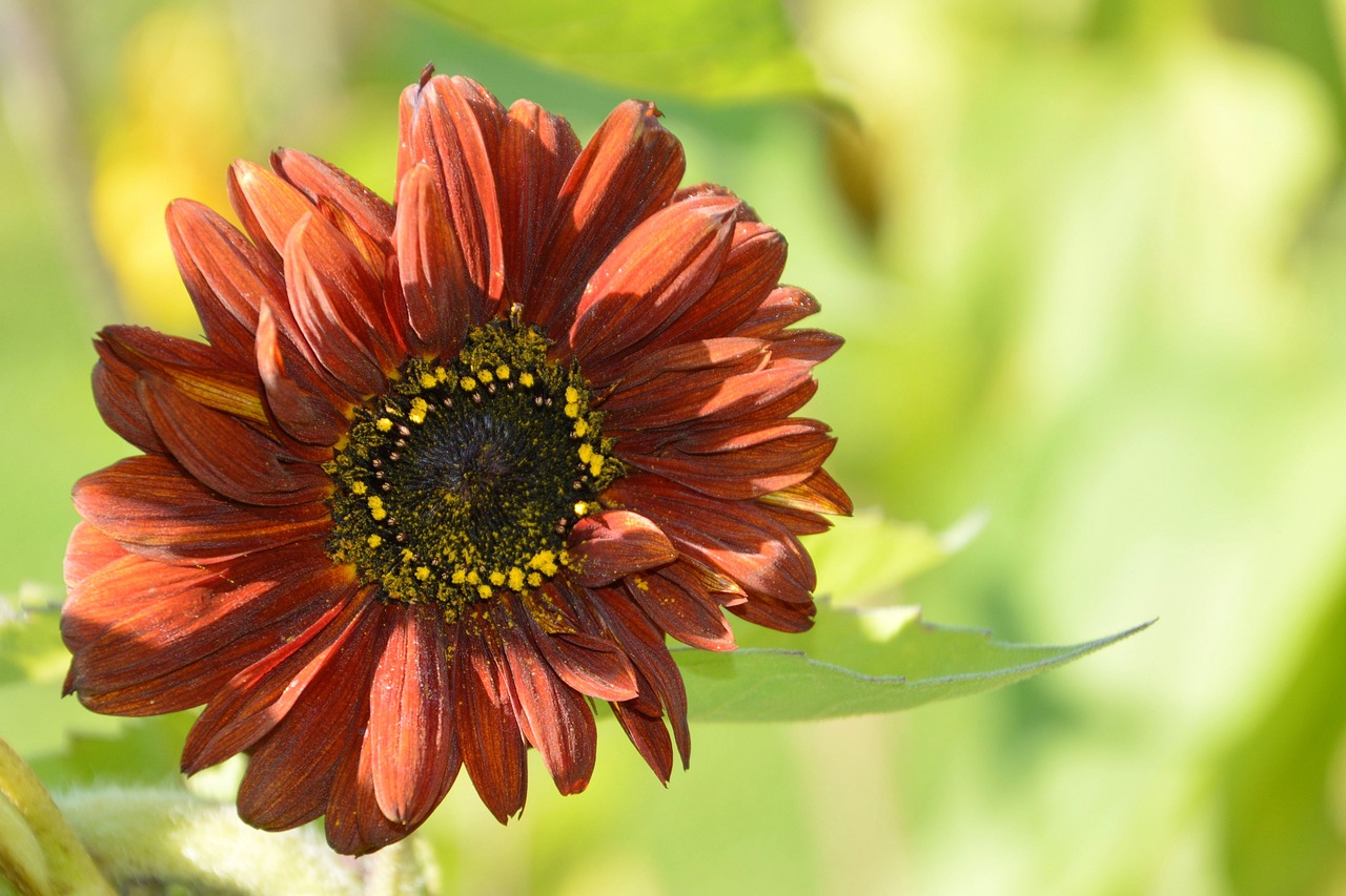 flower  blossom  bloom free photo