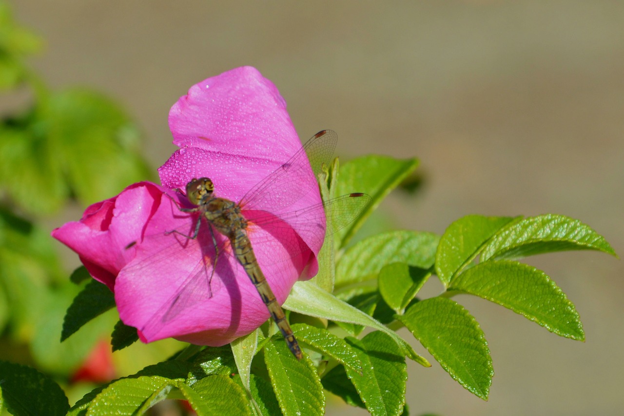 flower  blossom  bloom free photo