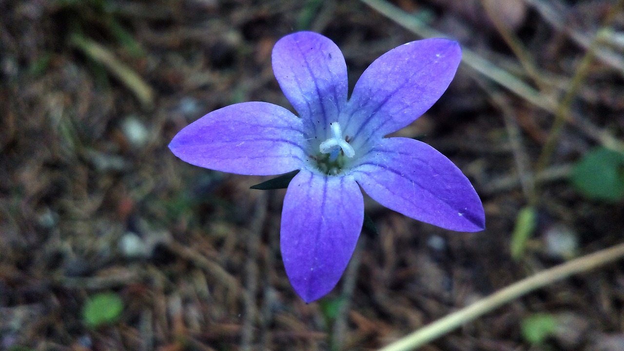 flower  nature  blossom free photo