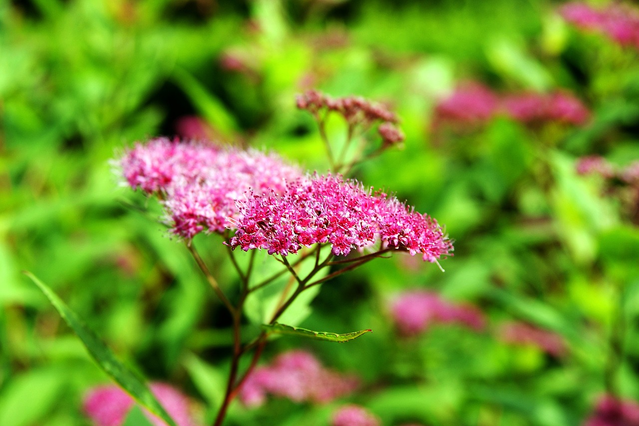 flower plant bloom free photo