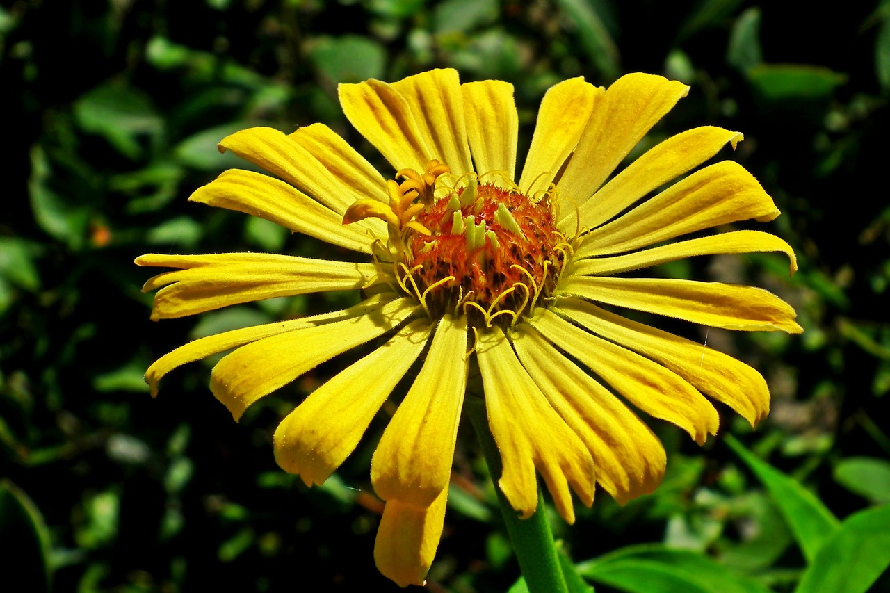 flower  zinnia  yellow free photo