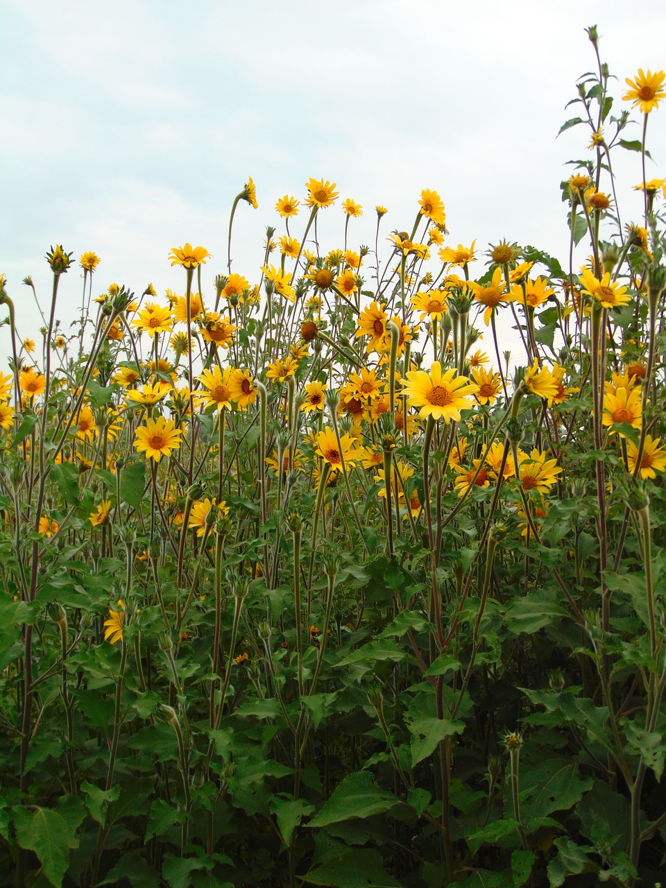 flower  plant  sunflower free photo