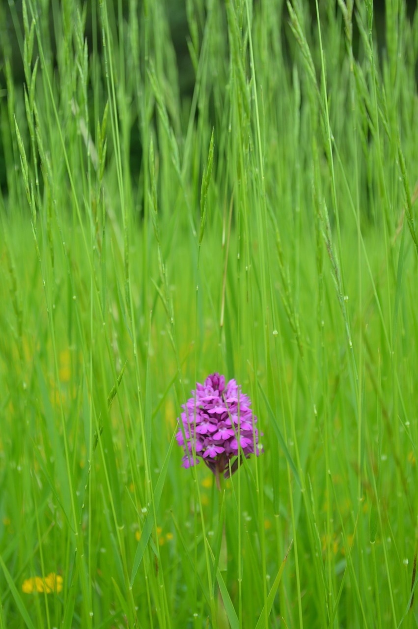 flower grass herbs free photo