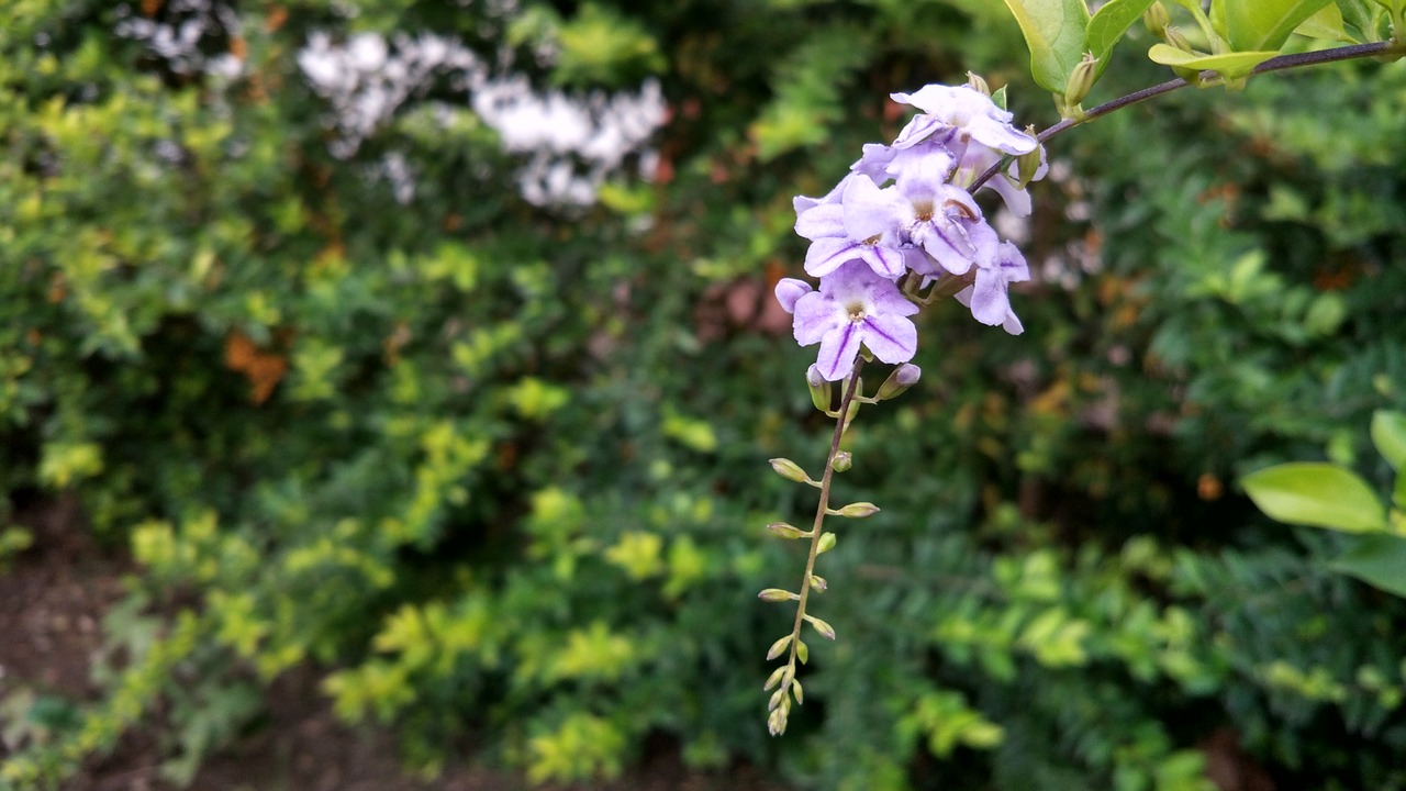 flower  green  blossom free photo