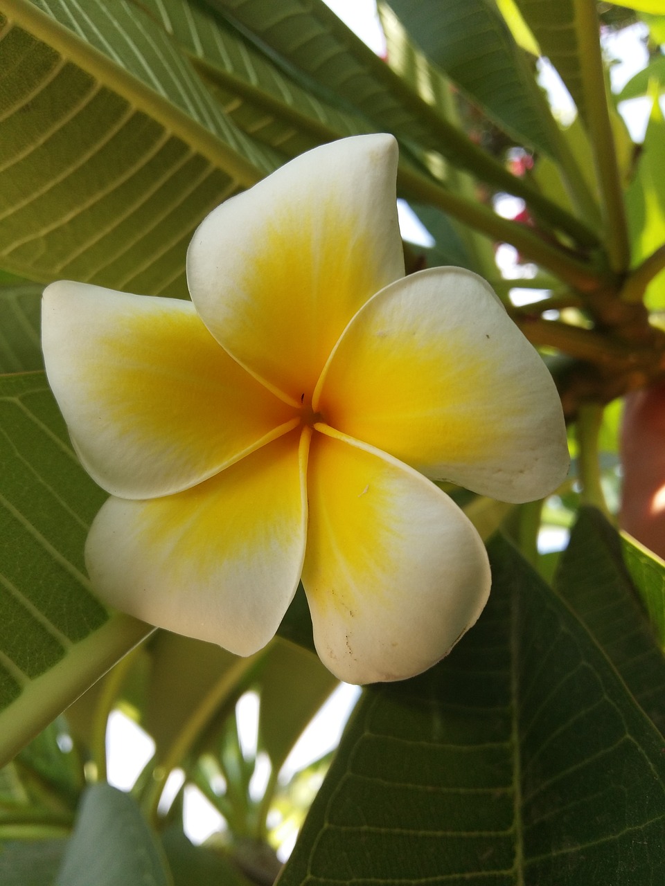 flower  green  white free photo