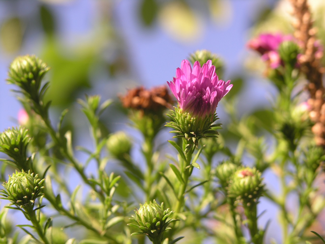 flower  purple  bloom free photo