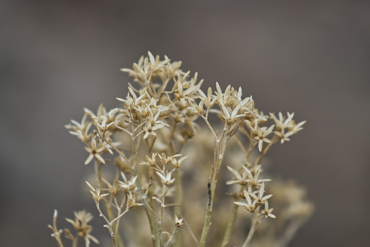 flower  desert  desert flower free photo