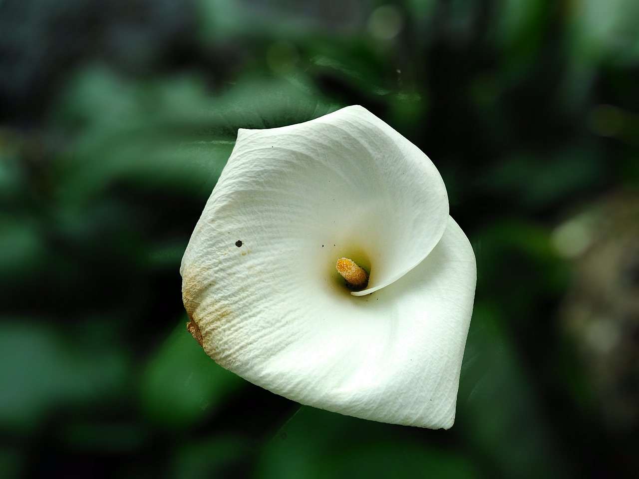 flower  white  plant free photo