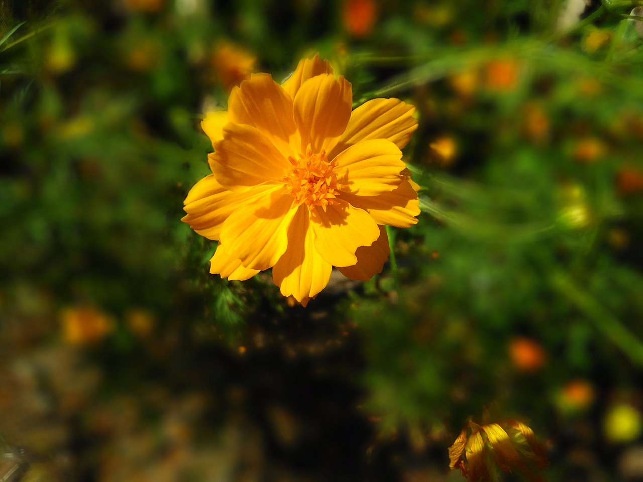 flower  yellow  plant free photo