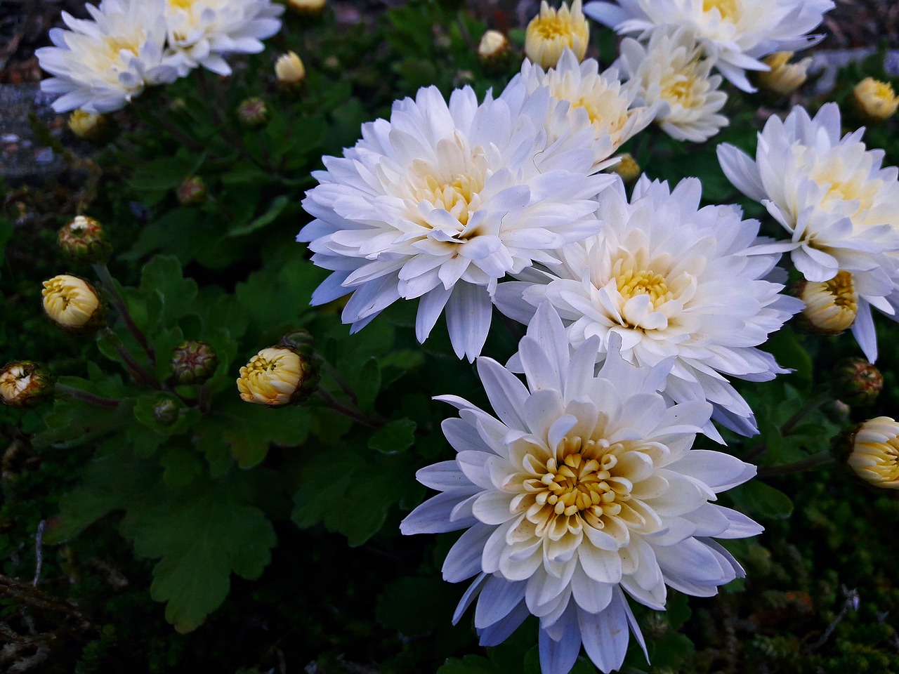 flower  flowers  white free photo