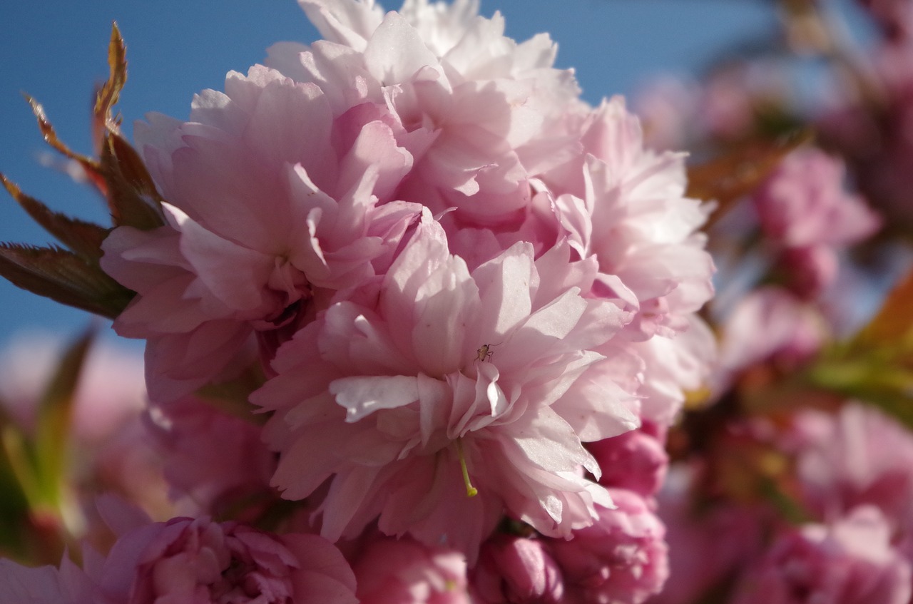 flower  blossom  pink free photo