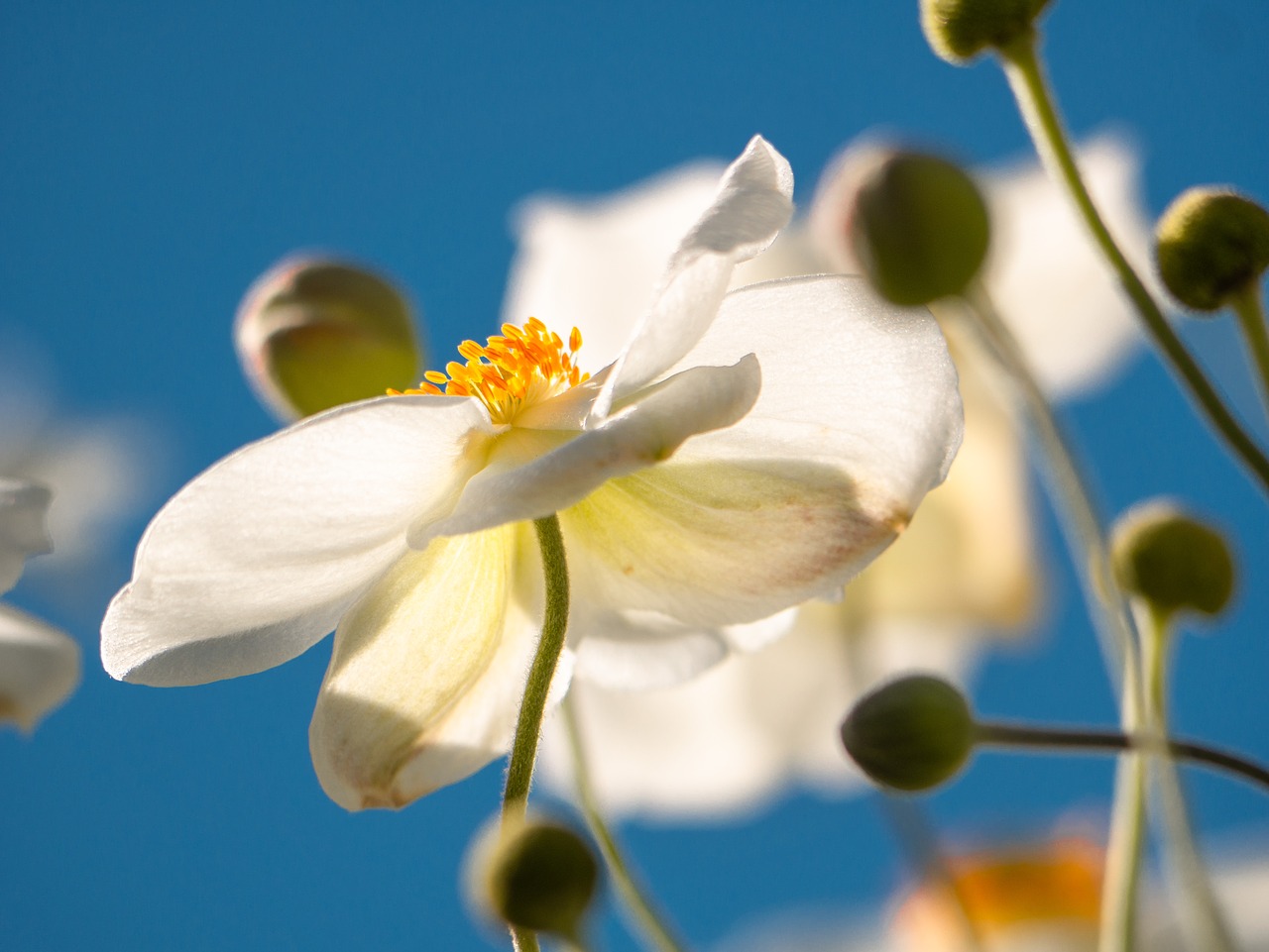flower  anemone  blossom free photo