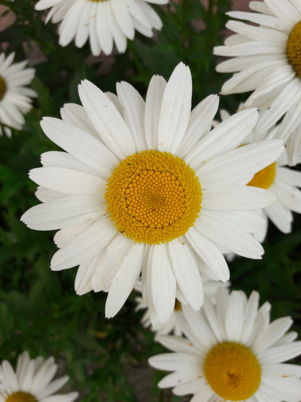 flower  daisy  nature free photo