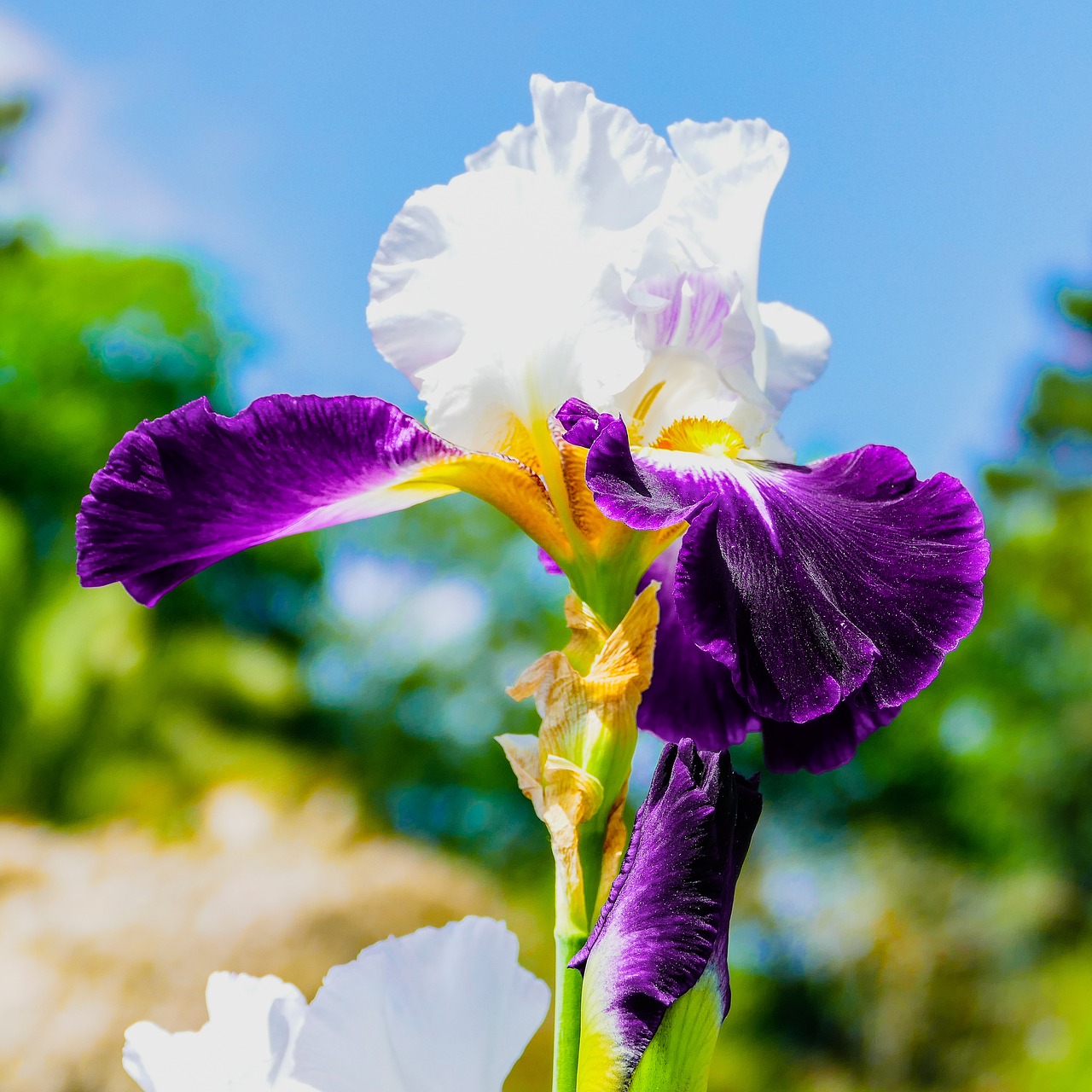 flower  iris  plants free photo