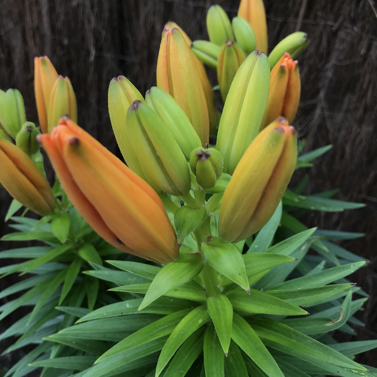 flower  buds  colorful free photo