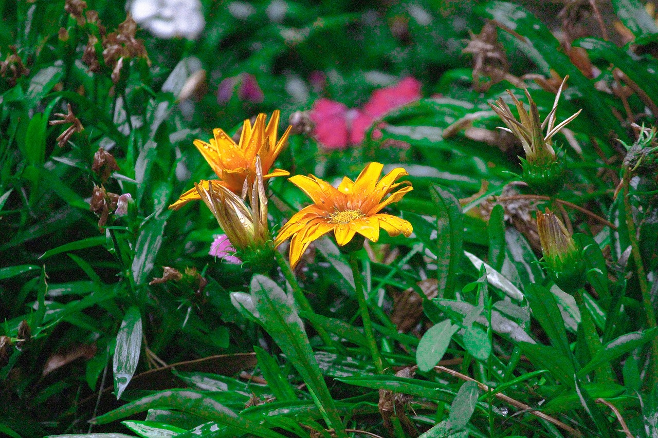 flower  yellow flower  nature free photo