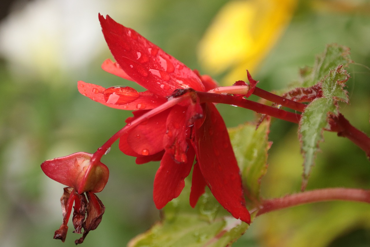 flower  rain  color free photo