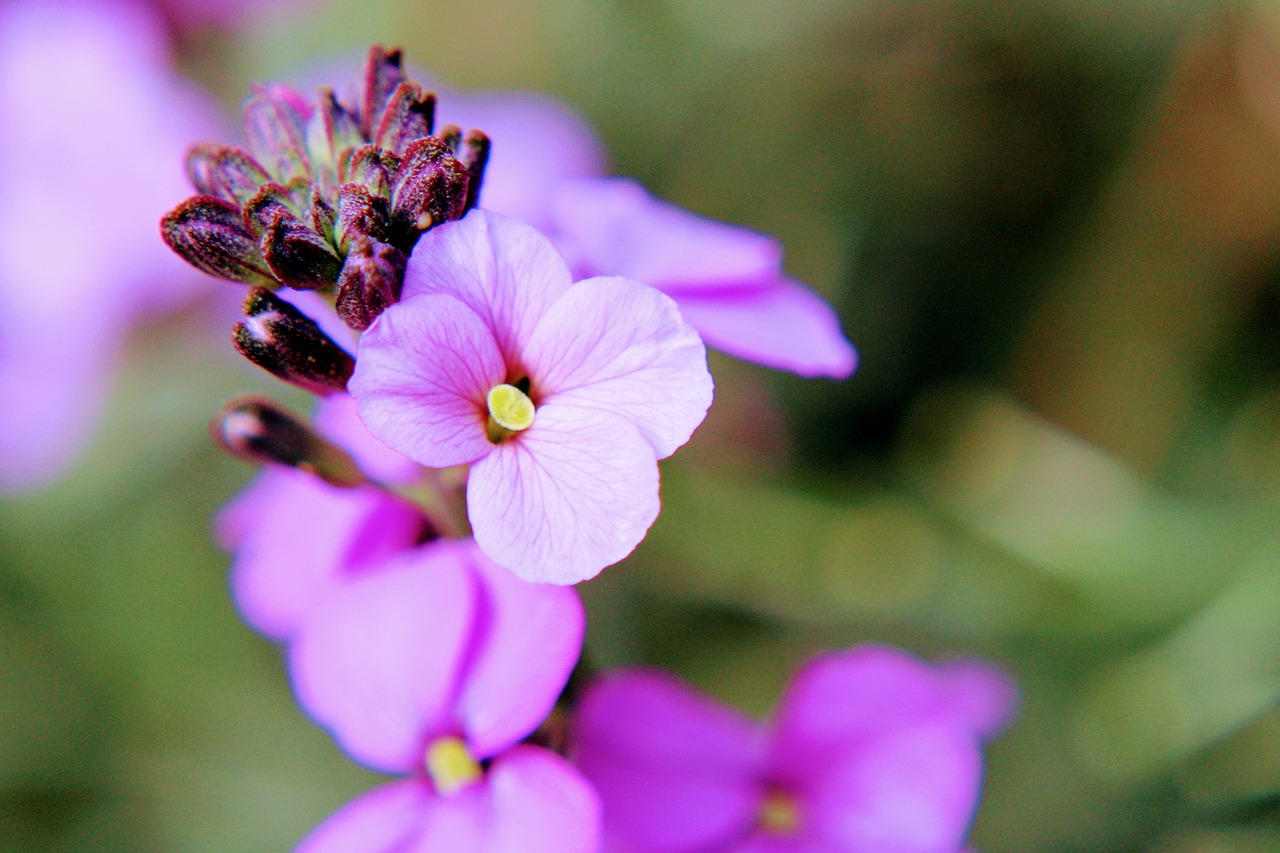 flower  wallflower  plant free photo