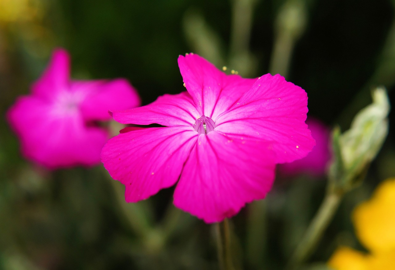 flower blossom bloom free photo