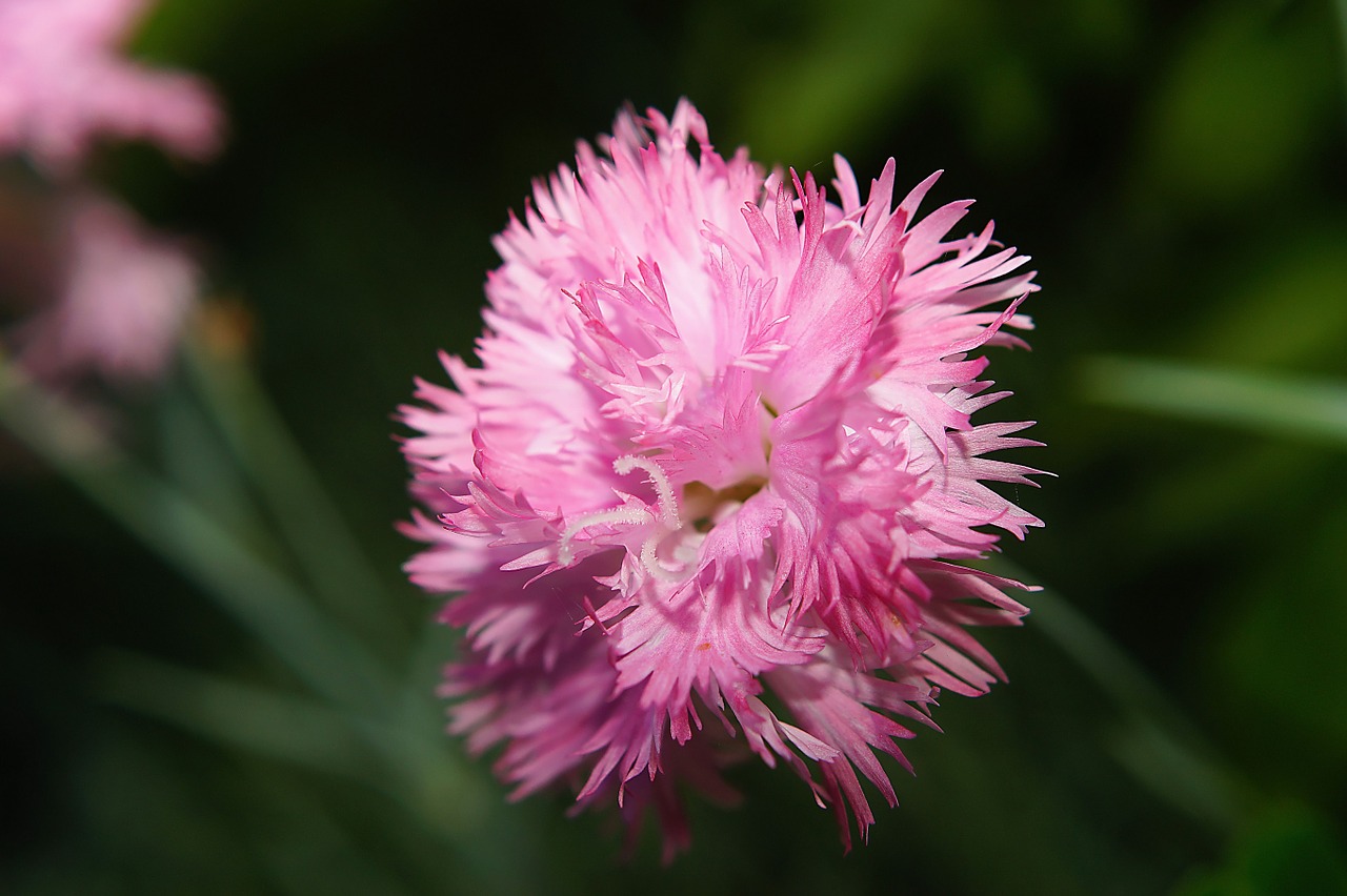 flower blossom bloom free photo