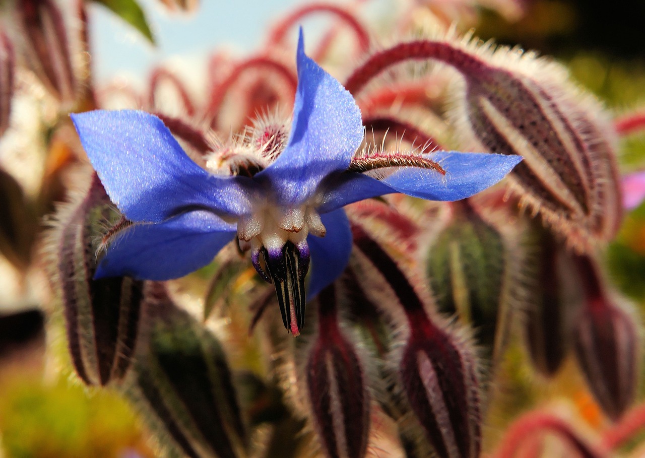 flower blossom bloom free photo