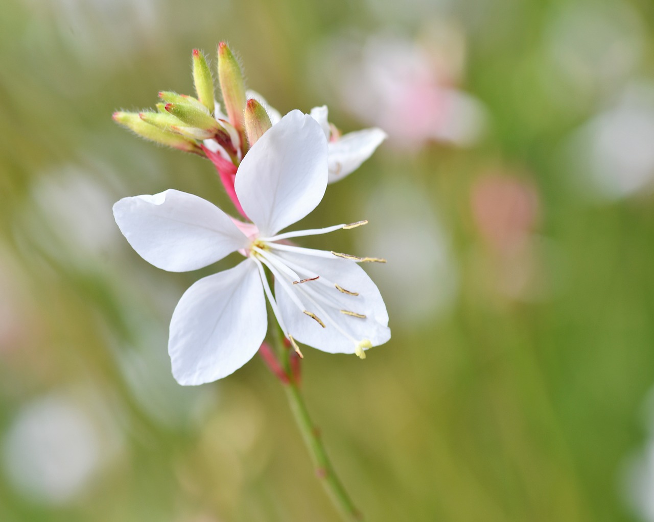 flower  plant  white free photo