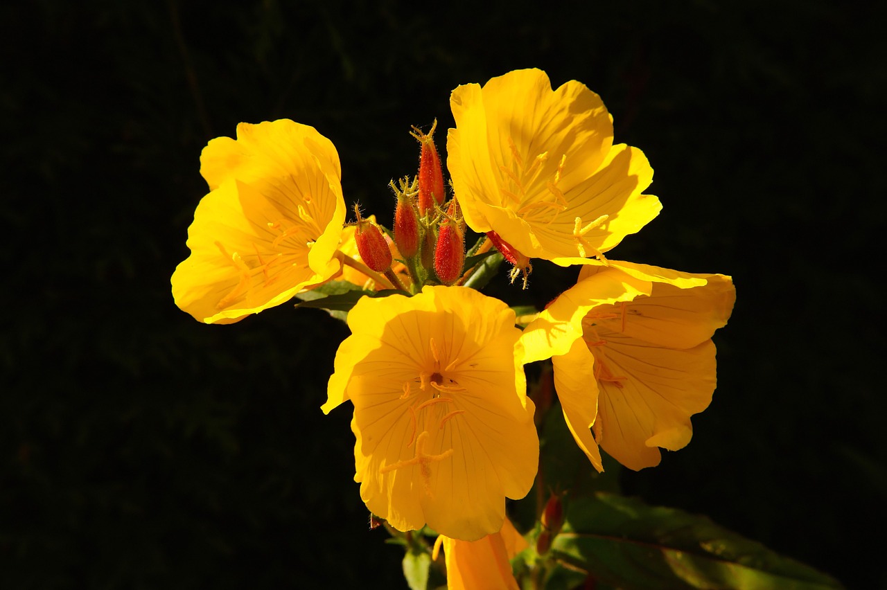 flower flowers yellow free photo