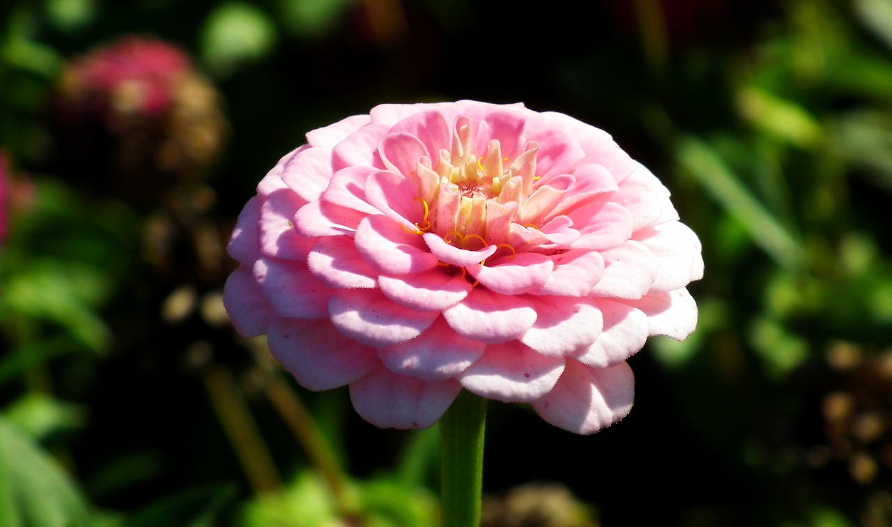 flower  zinnia  pink free photo