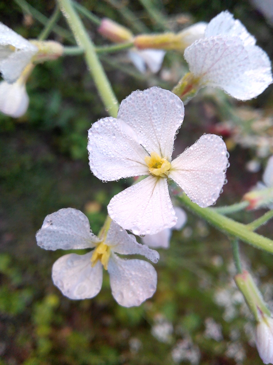 flower  tree  grass free photo