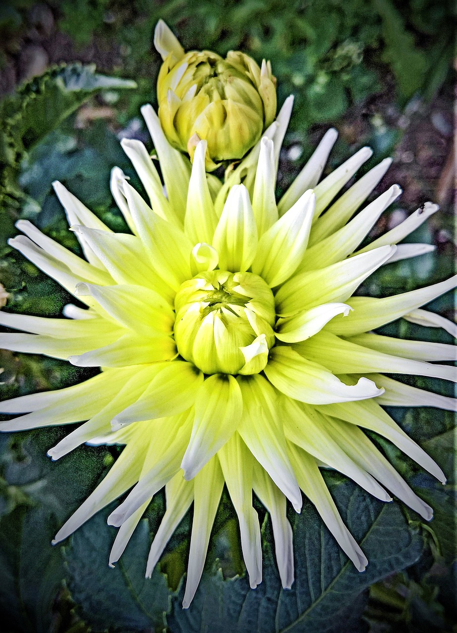 flower  dahlia  ornamental plant free photo