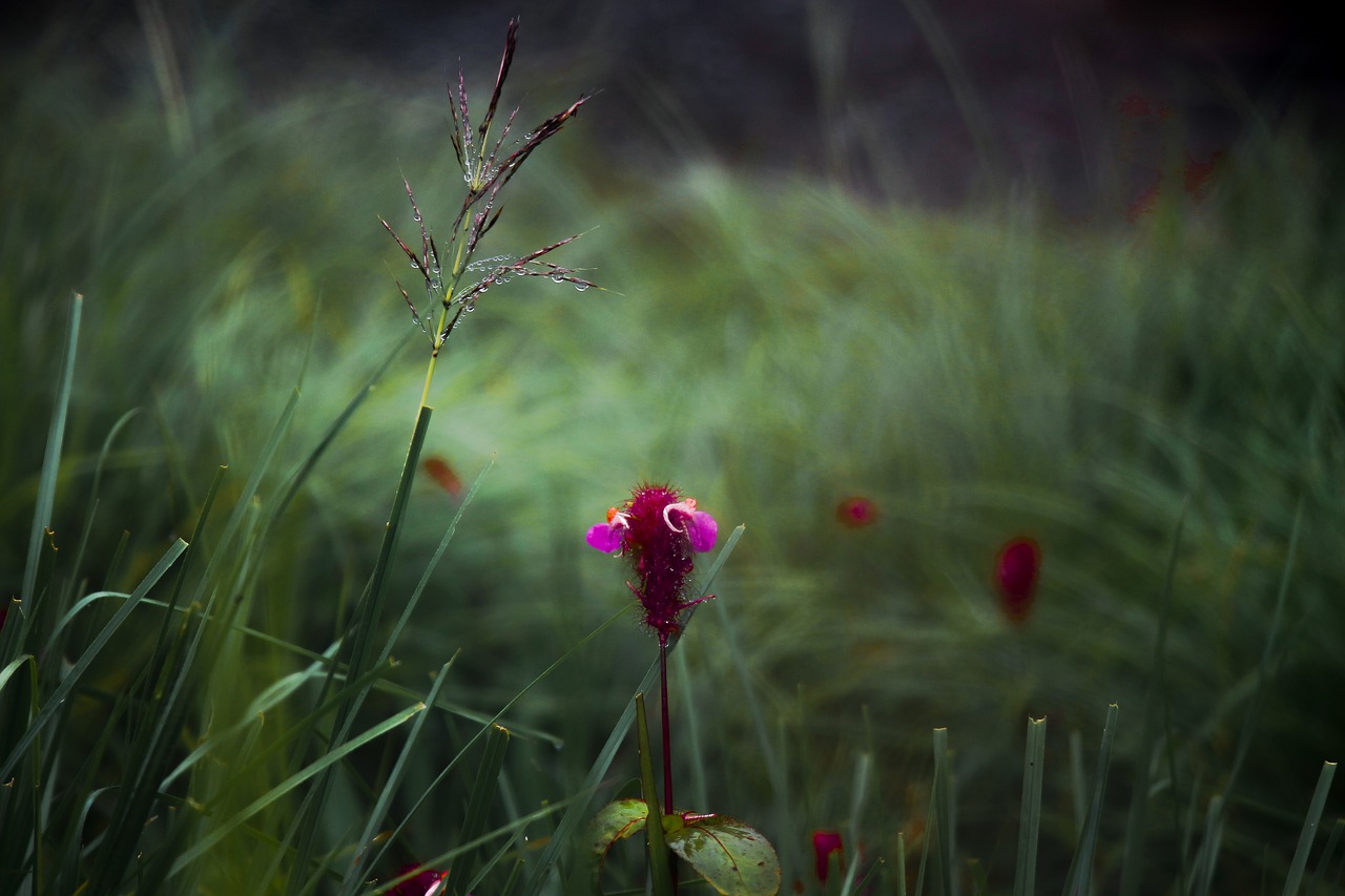 flower  grass  cloudy free photo