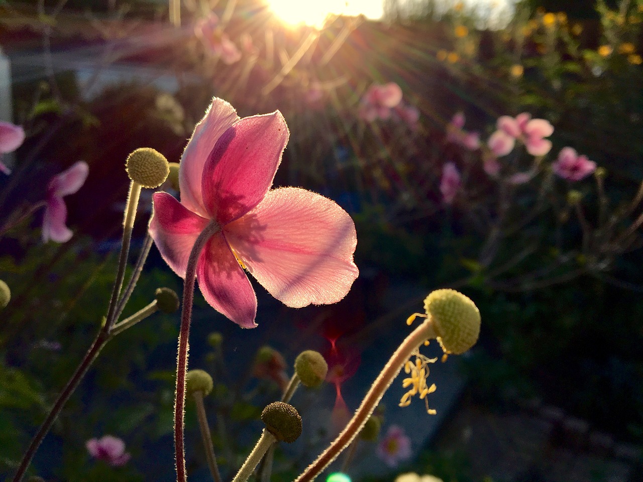 flower  garden  autumn free photo