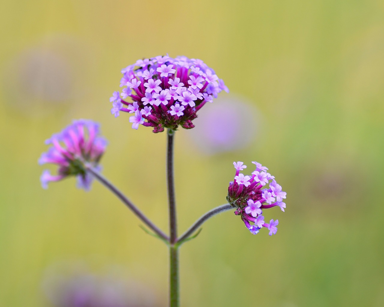 flower  plant  nature free photo