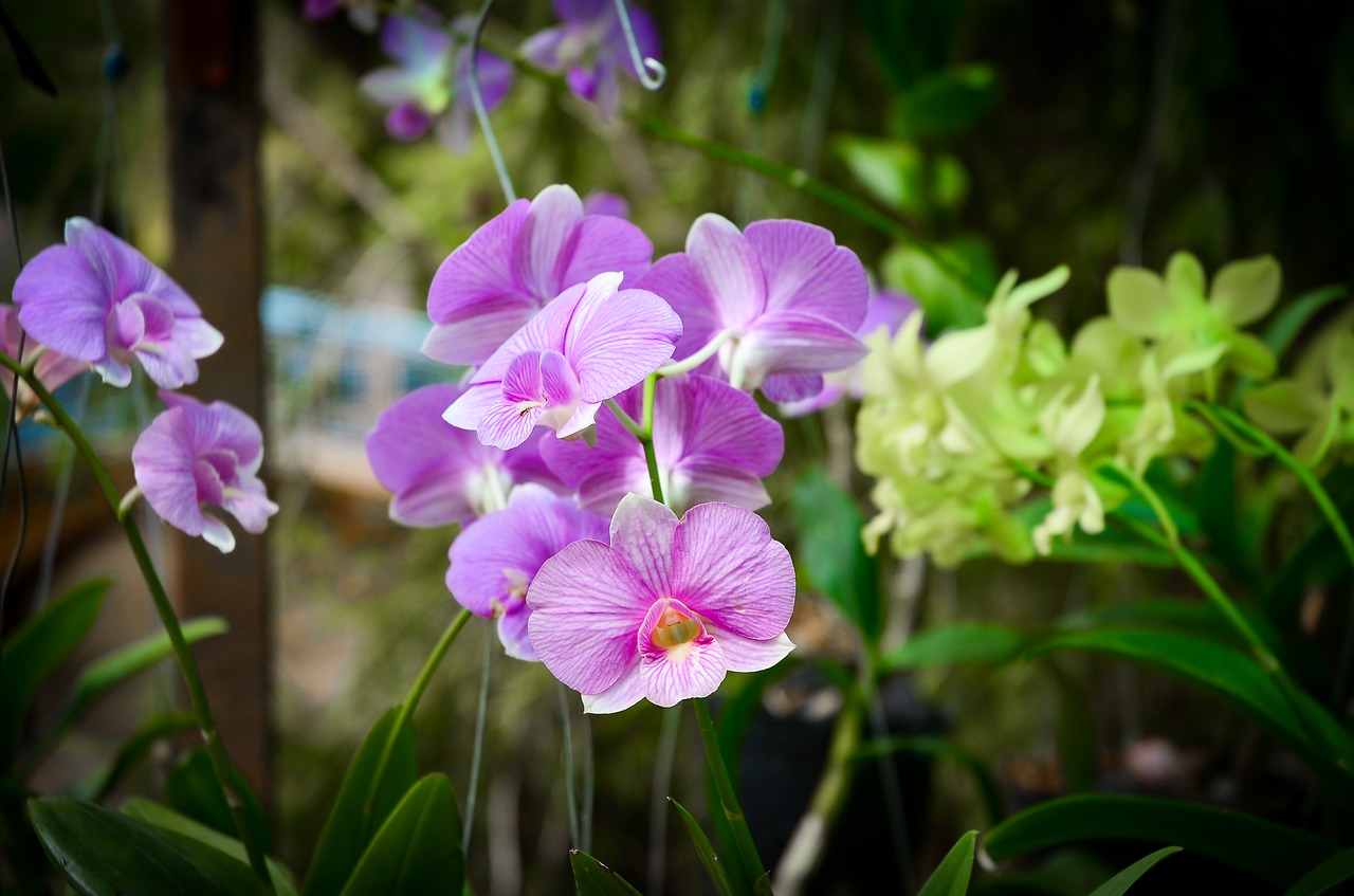 flower  beautiful flowers  orchids free photo