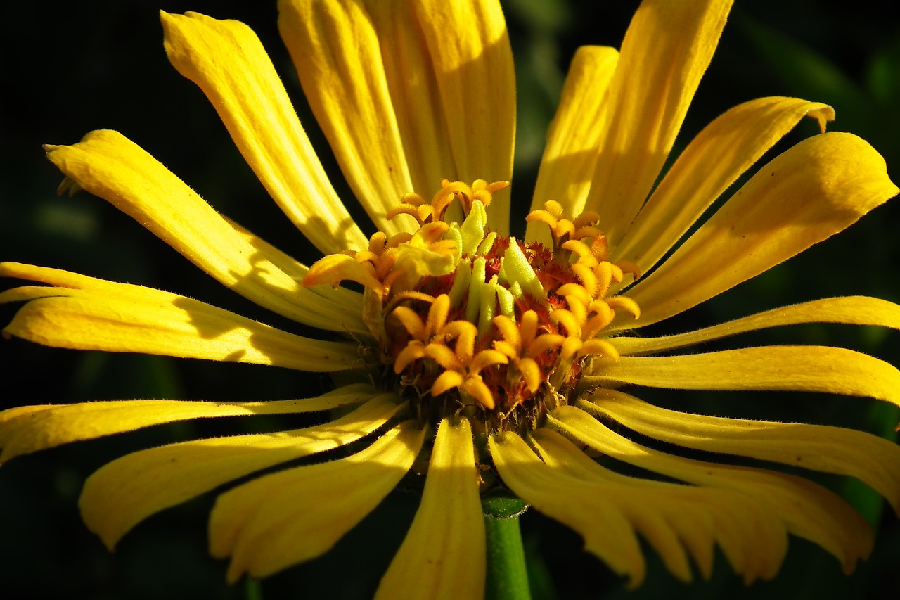 flower  zinnia  yellow free photo