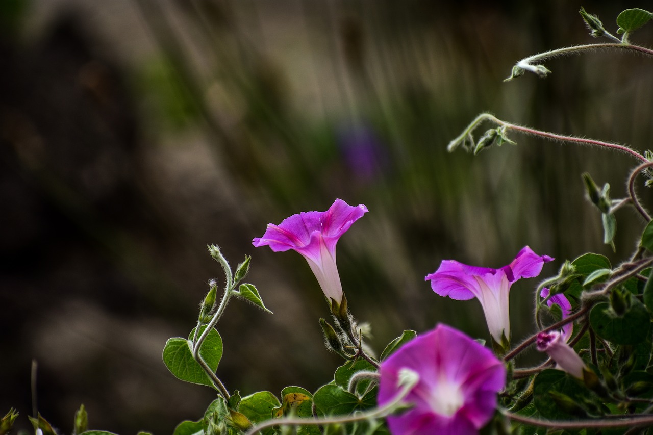 flower  wild flower  summer free photo