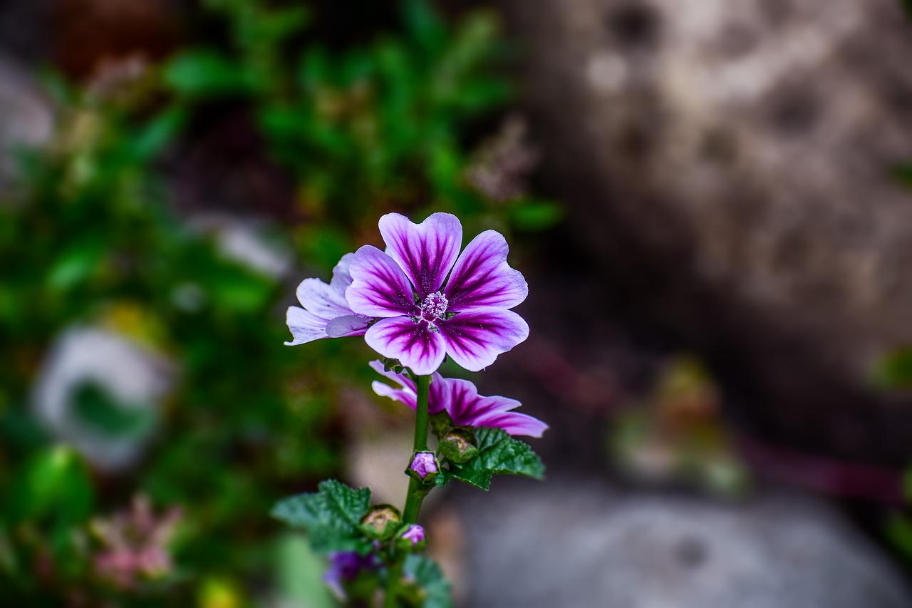 flower  jeranio  nature free photo